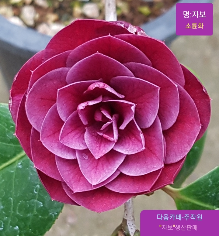 다화주 이미지
