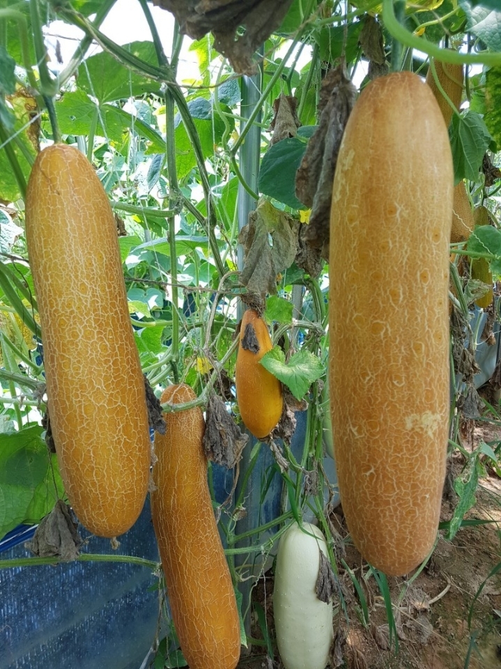오이씨 이미지