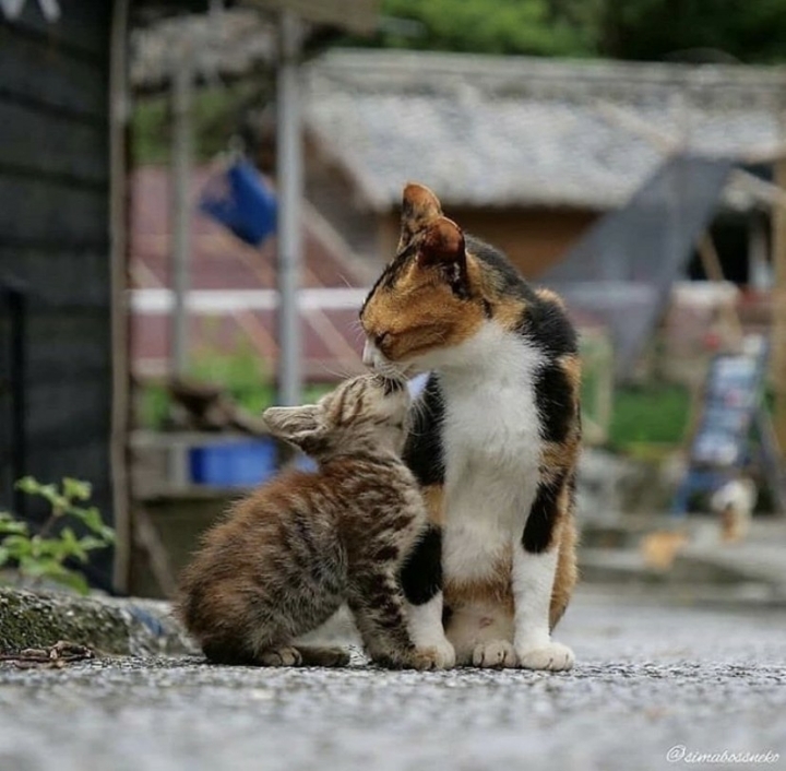 동네고양이 이미지