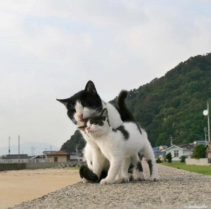 동네고양이 이미지