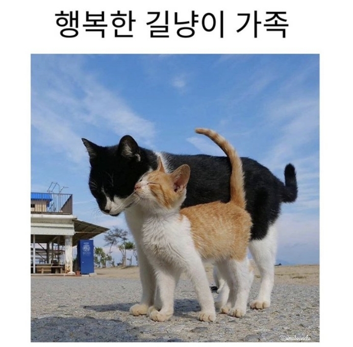 동네고양이 이미지