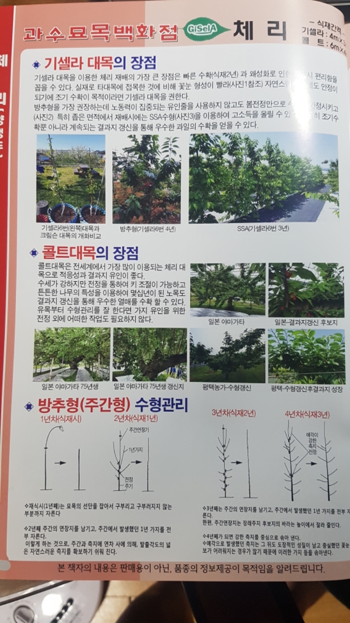 체리사랑농원 이미지