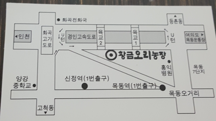 황금오리 이미지