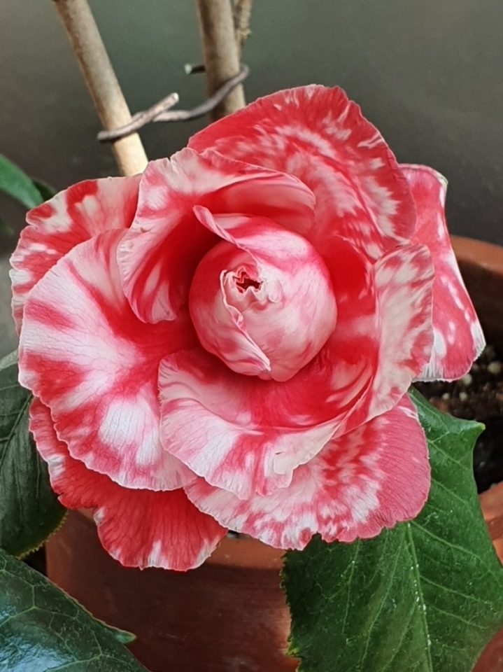 차화인 이미지