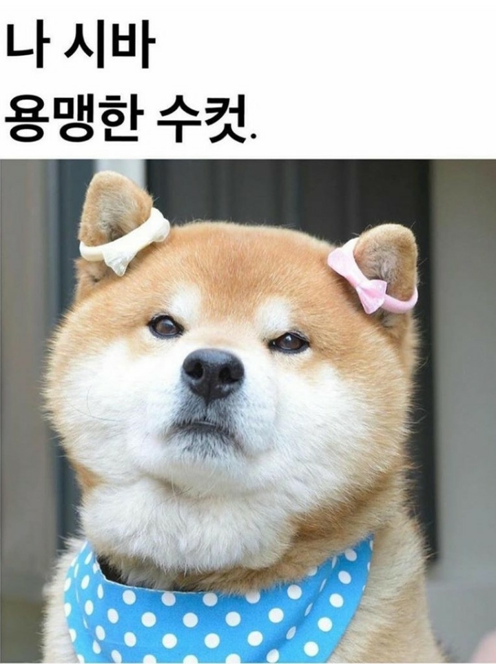 수컷 이미지