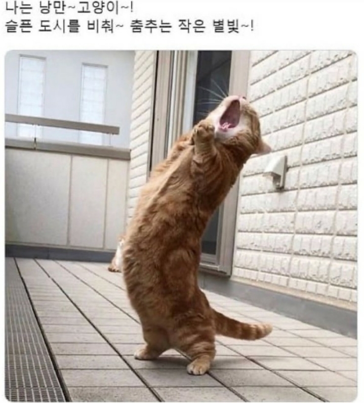 낭만고양이 이미지