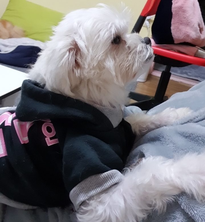도도 이미지