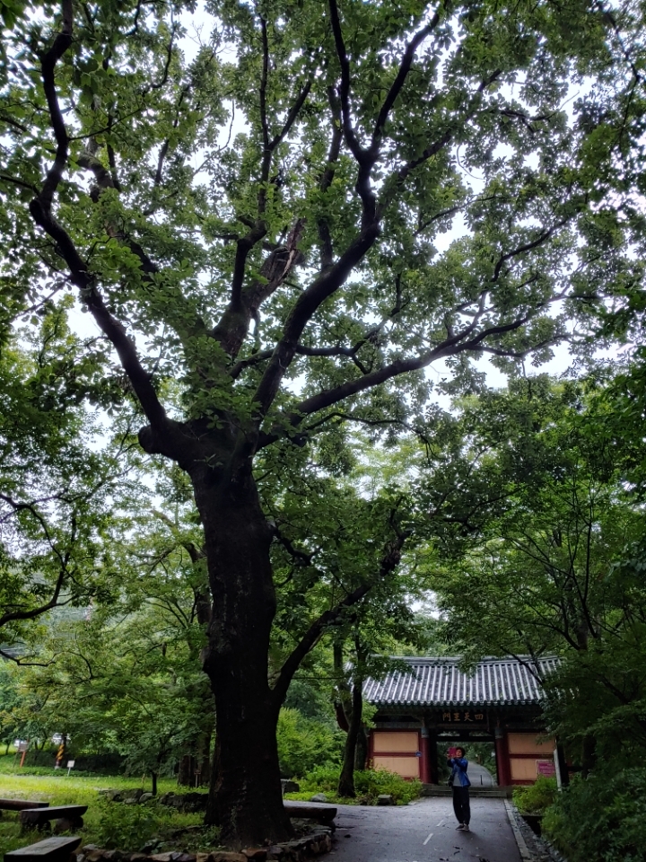 자비희사 이미지