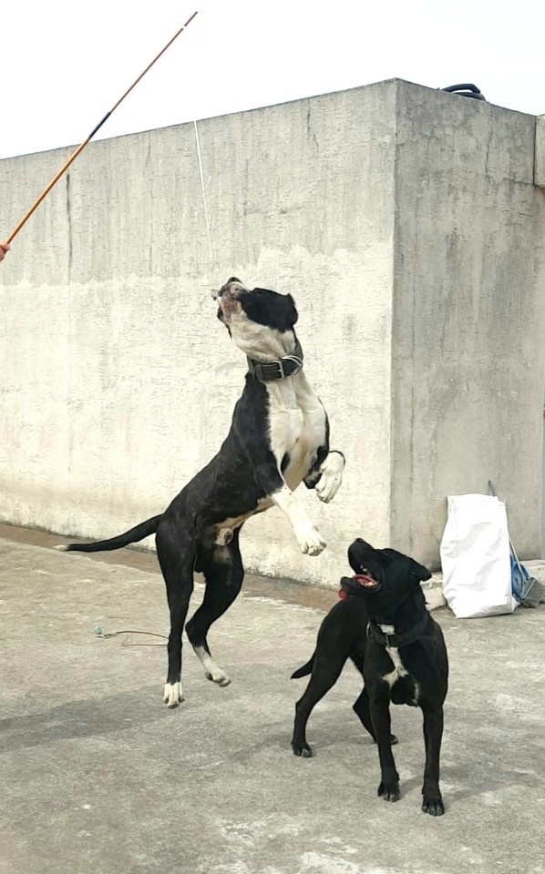 디오네 이미지