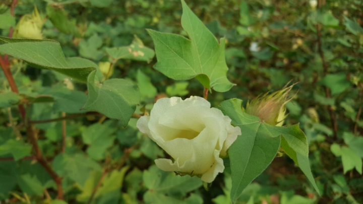 목화 이미지