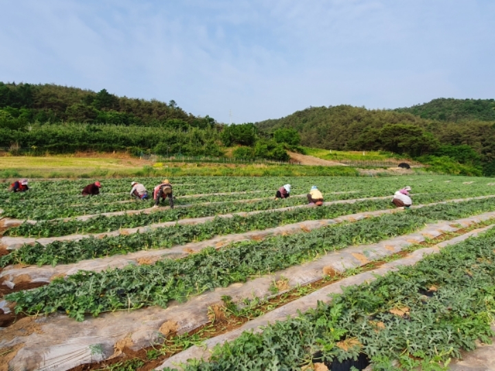 포도청 이미지