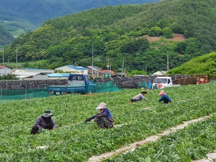 포도청 이미지