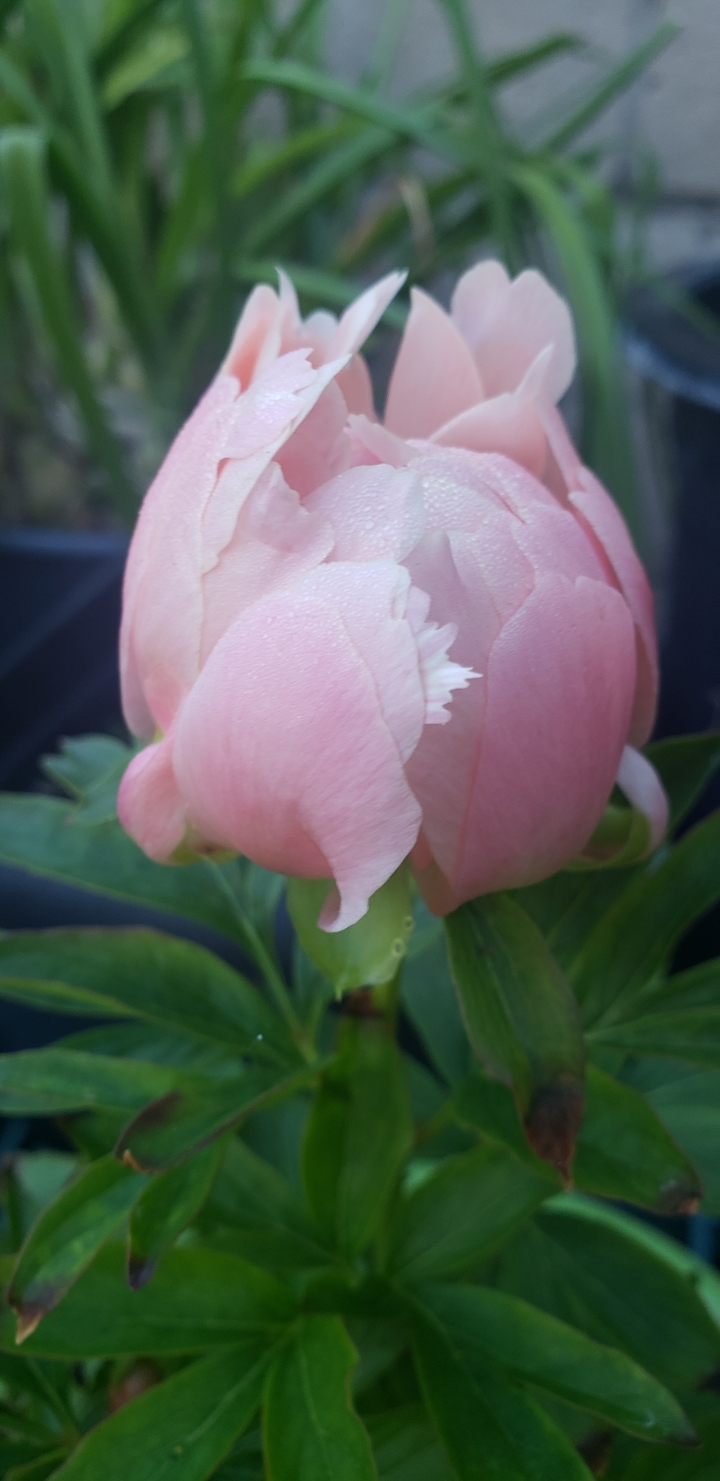 peony 이미지