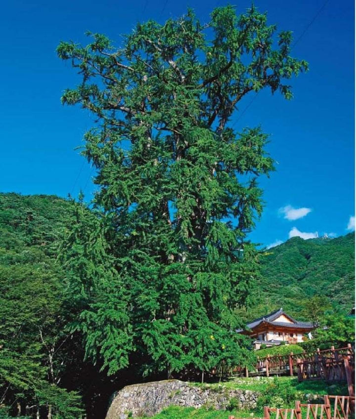 천과나무 이미지