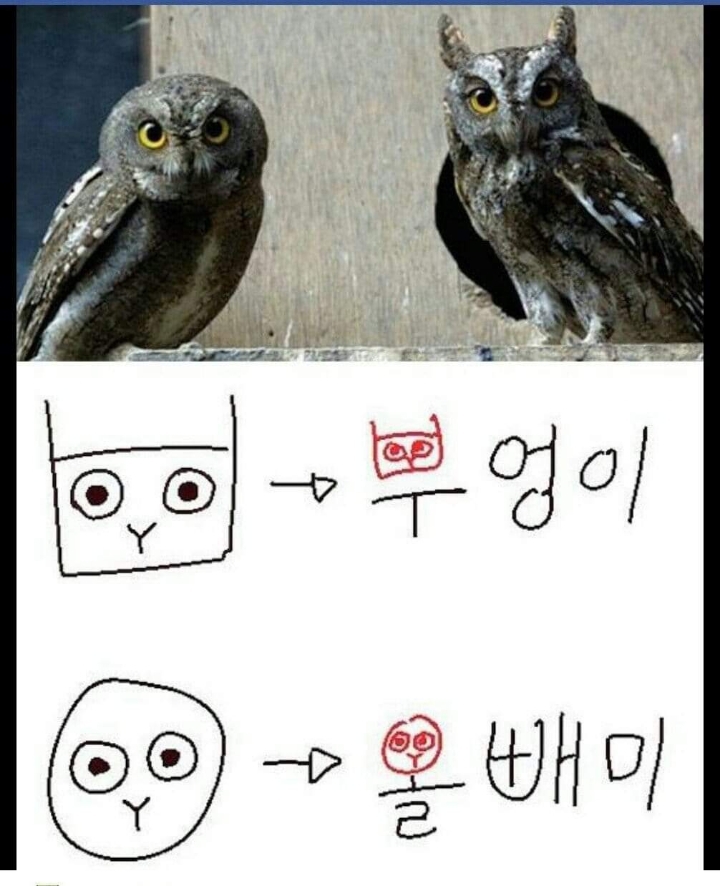 부엉이 이미지