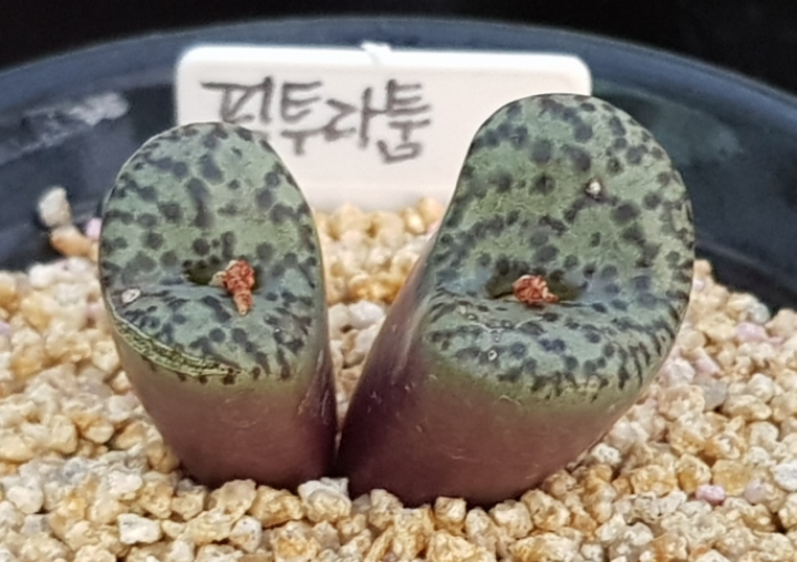 백진 이미지
