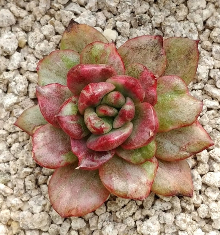 키모주 이미지