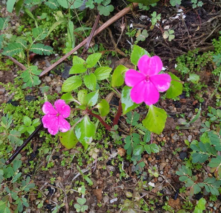 라바나 이미지