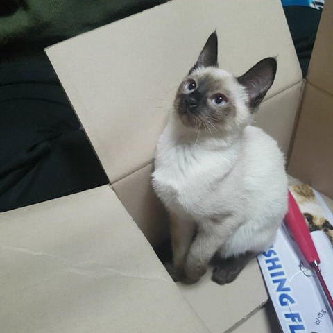 샴 이미지