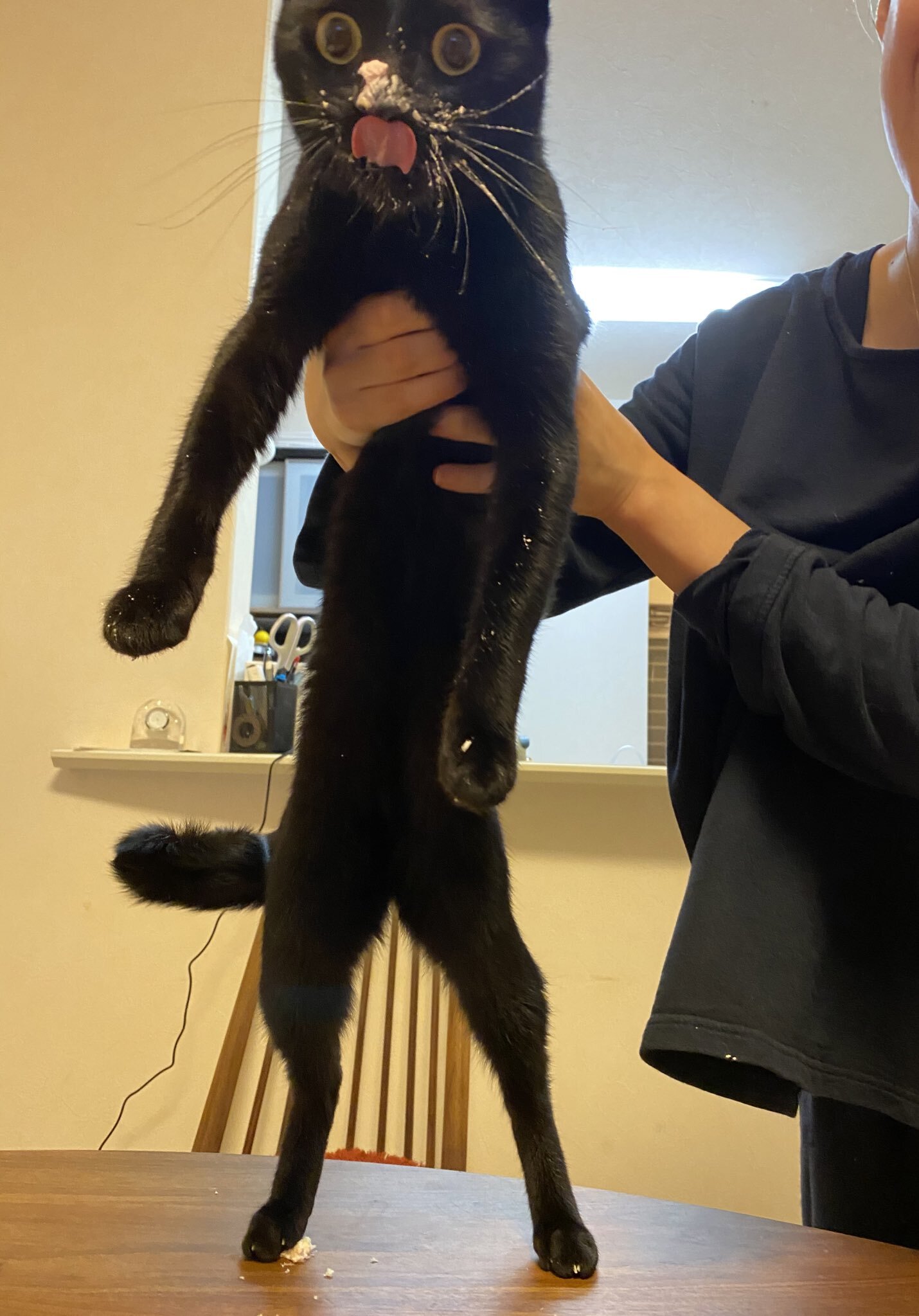 묘생 처음으로 케이크 선물 받은 고양이 | 인스티즈