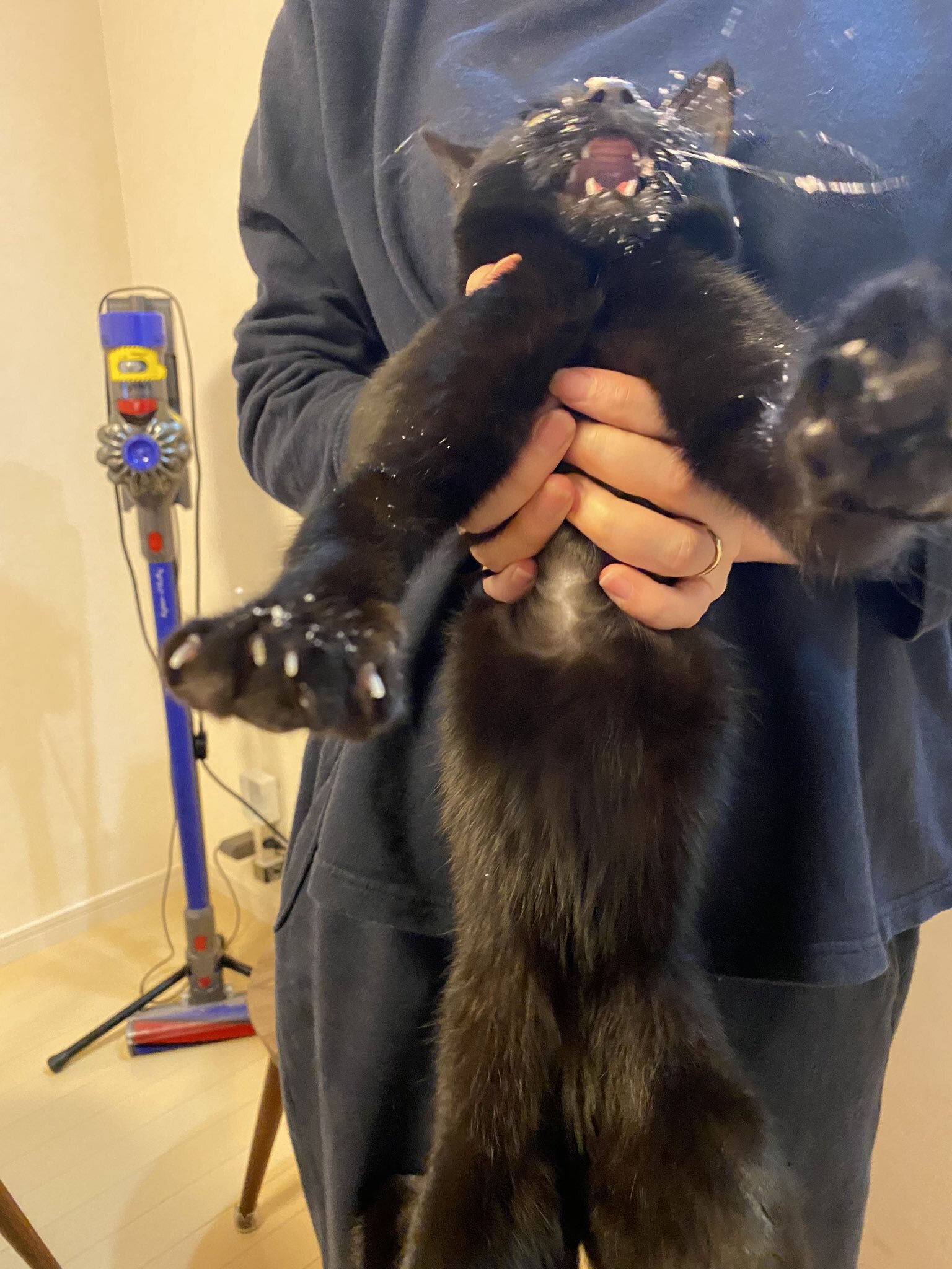 묘생 처음으로 케이크 선물 받은 고양이 | 인스티즈