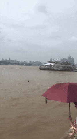 본능에 충실한 댕댕이...gif | 인스티즈
