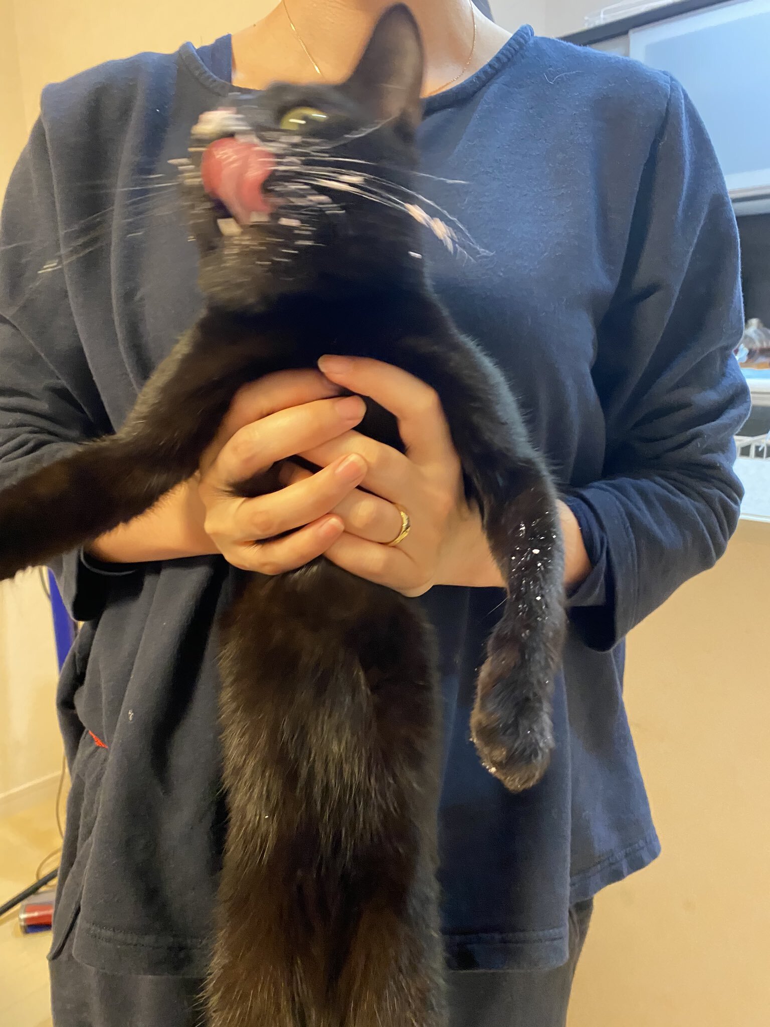 묘생 처음으로 케이크 선물 받은 고양이 | 인스티즈