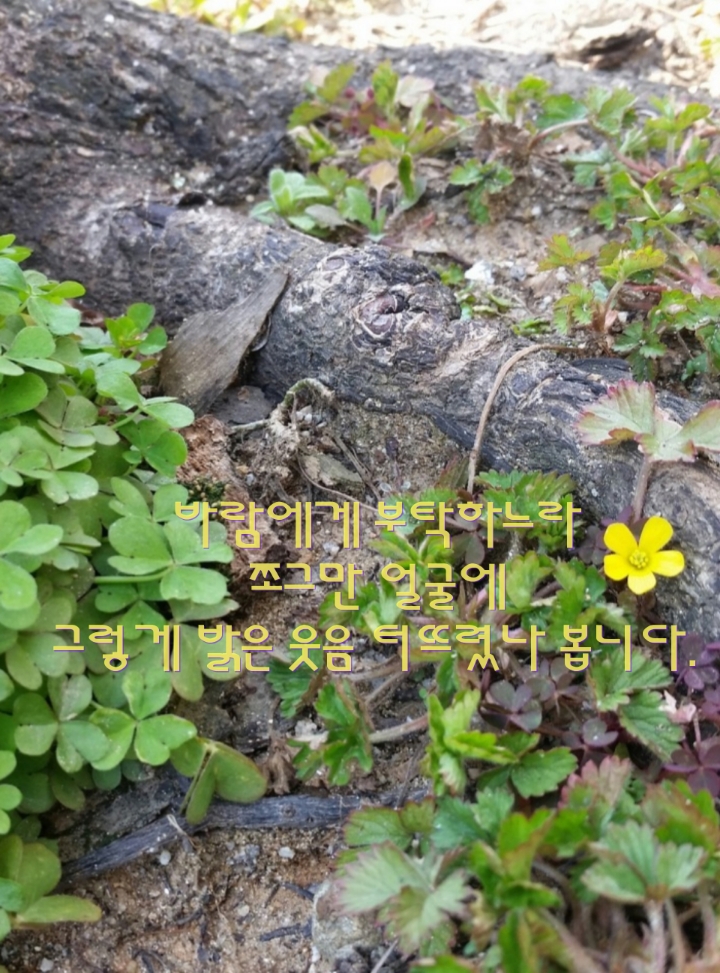 밥풀 이미지