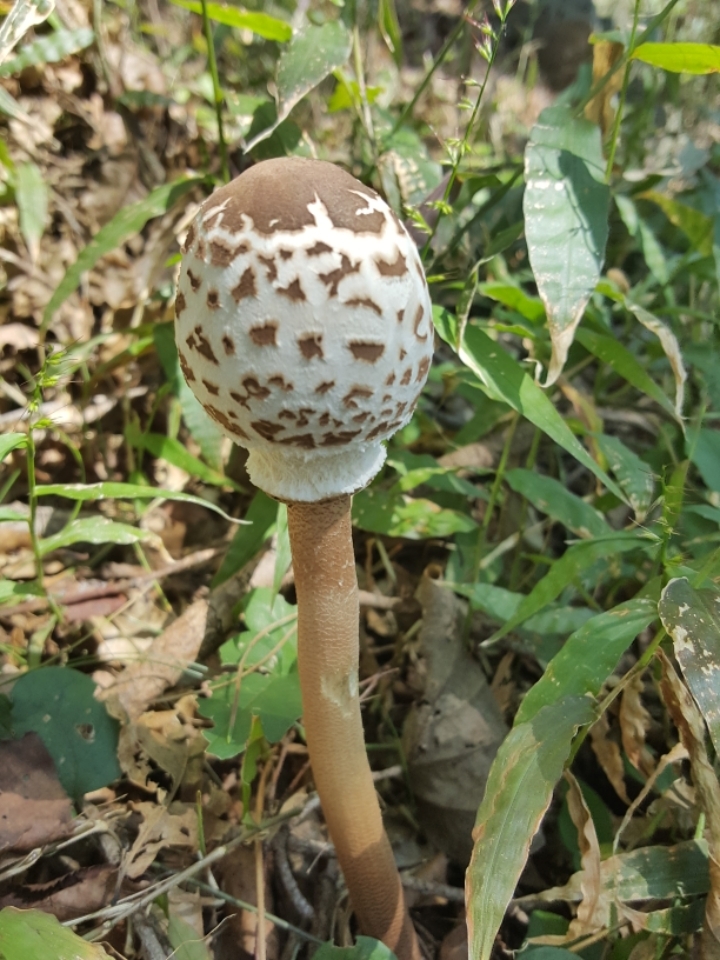 쇠미산식당 이미지