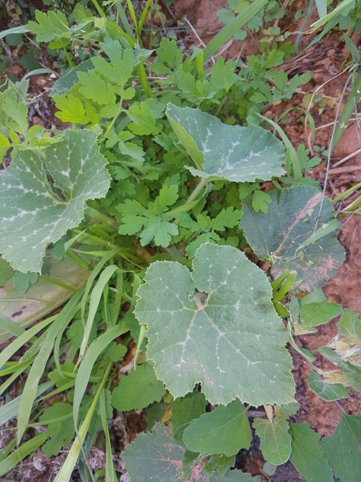요맛 이미지