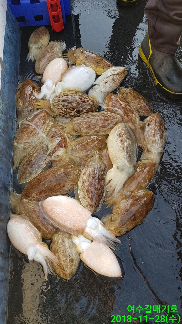 갑돌이 이미지