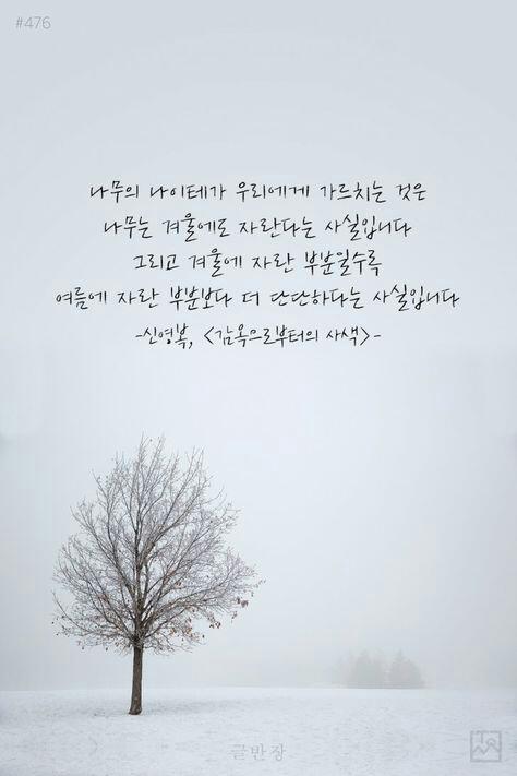나이테 이미지
