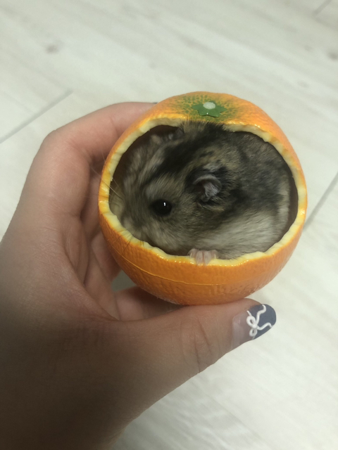 기현이네 이미지