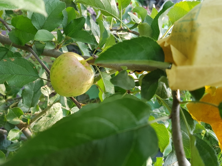 사과나무(주) 이미지