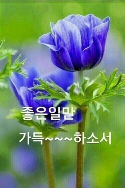 장일남컬렉션 이미지