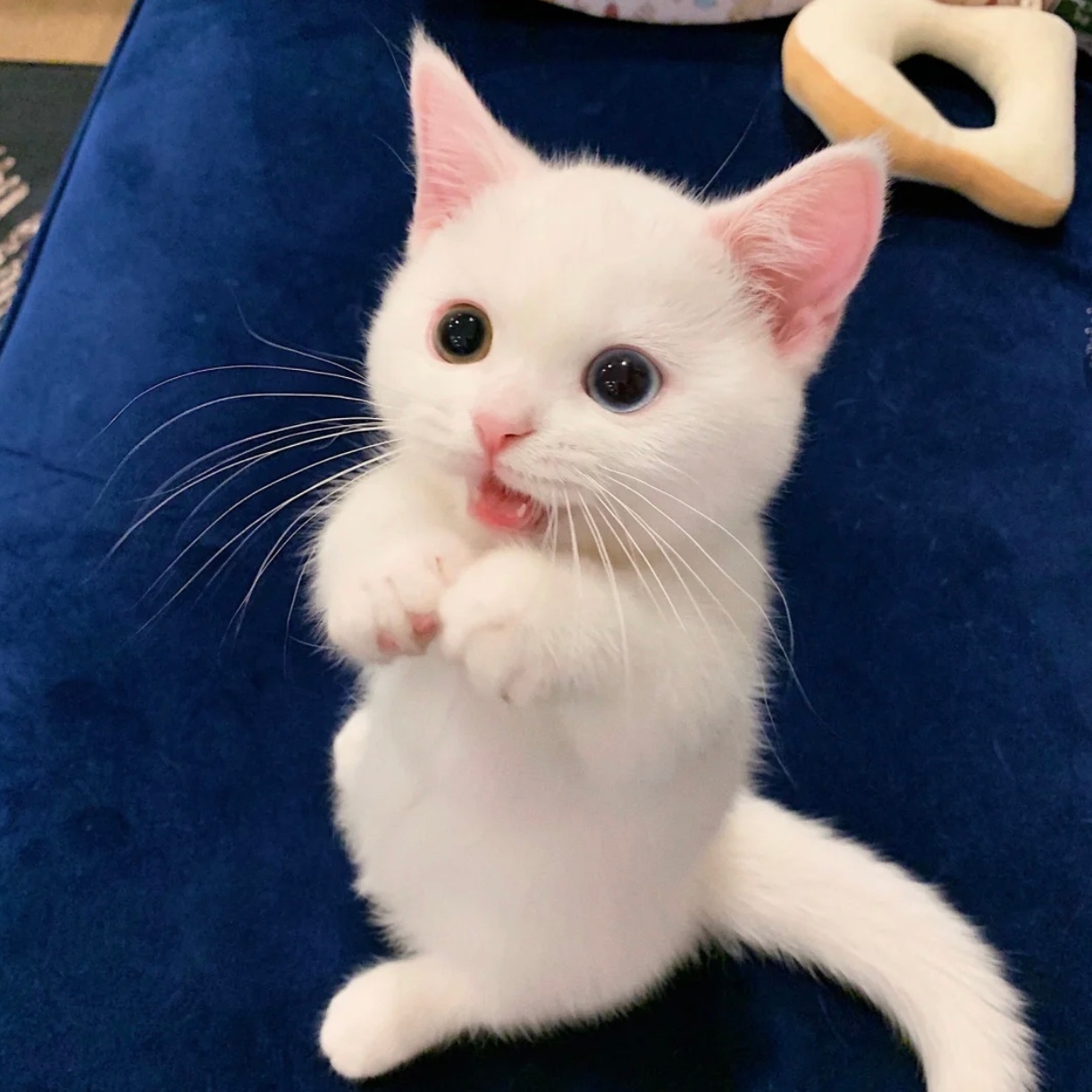 으누 이미지