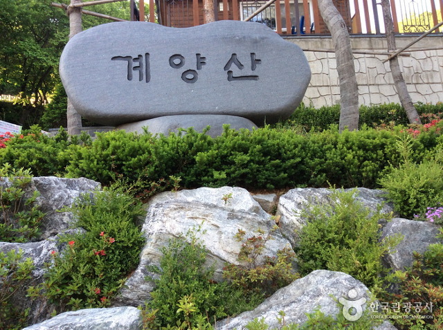 장미커피호프 이미지