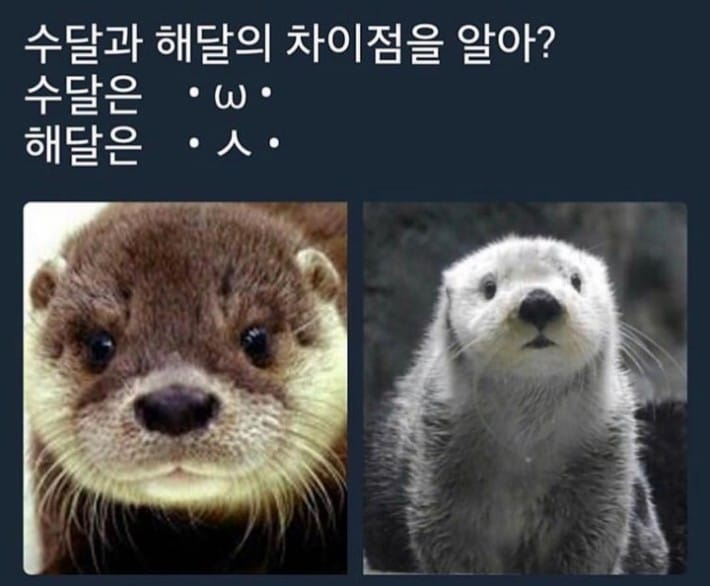 해달 이미지
