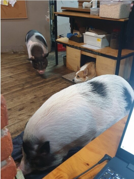 돼지두마리 이미지