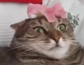 레오나오 이미지
