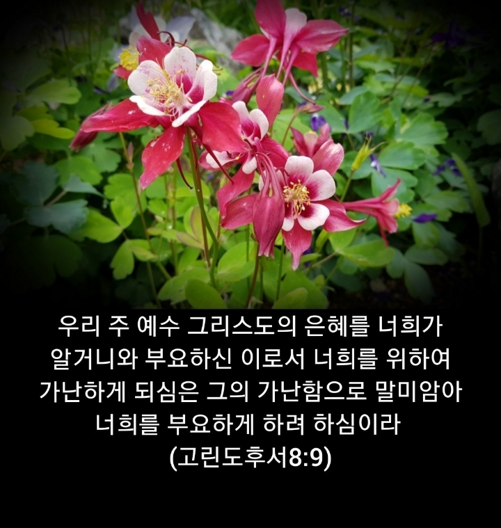 샬롬 이미지