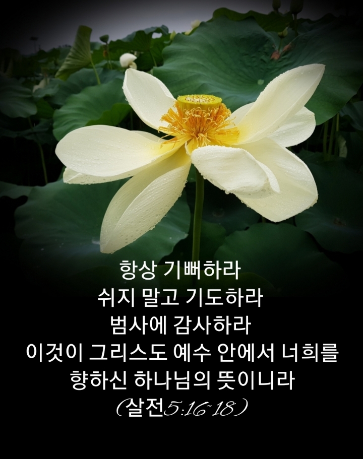 샬롬 이미지