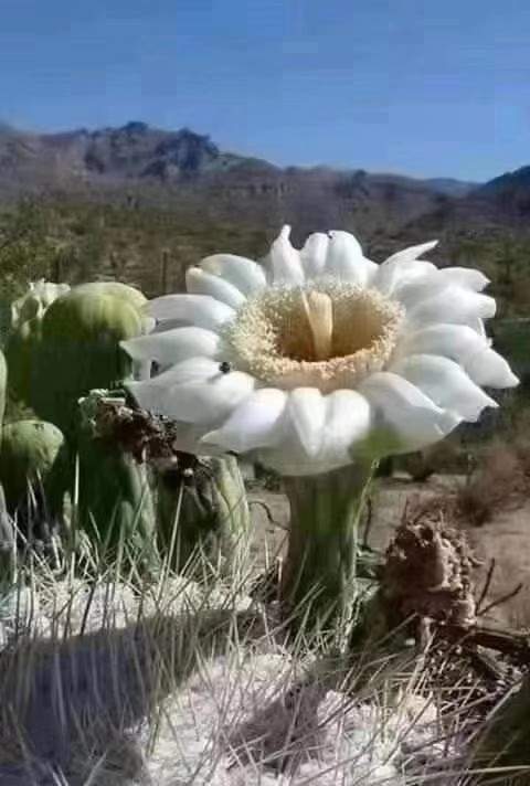 부활장의사 이미지