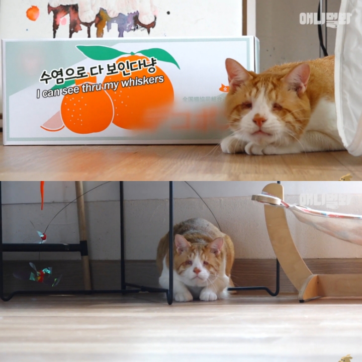 [TV동물농장] 나에게는 특별한 눈이 있어요 | 인스티즈