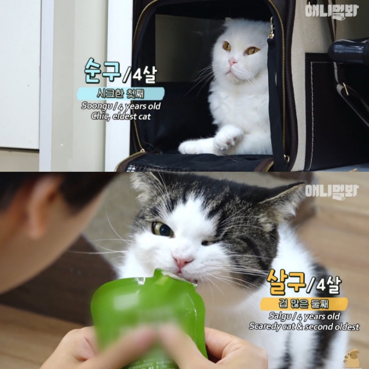 [TV동물농장] 나에게는 특별한 눈이 있어요 | 인스티즈