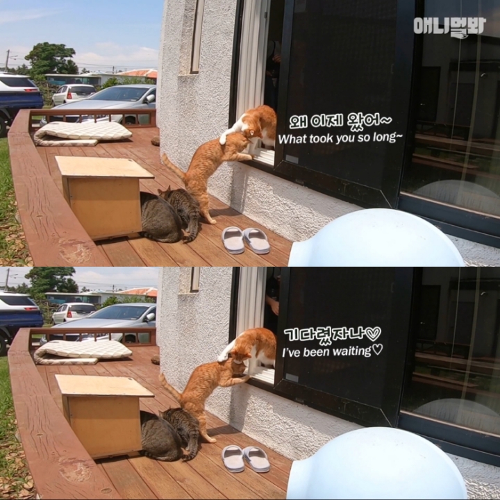 [TV동물농장] 나에게는 특별한 눈이 있어요 | 인스티즈