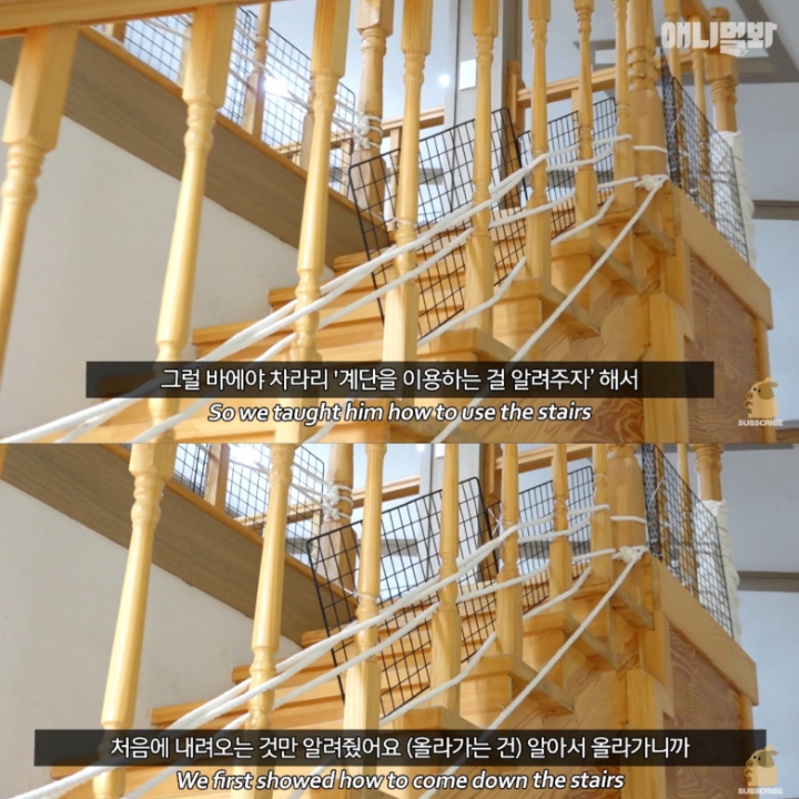 [TV동물농장] 나에게는 특별한 눈이 있어요 | 인스티즈