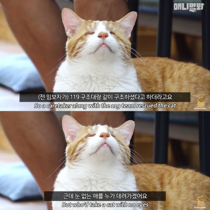 [TV동물농장] 나에게는 특별한 눈이 있어요 | 인스티즈