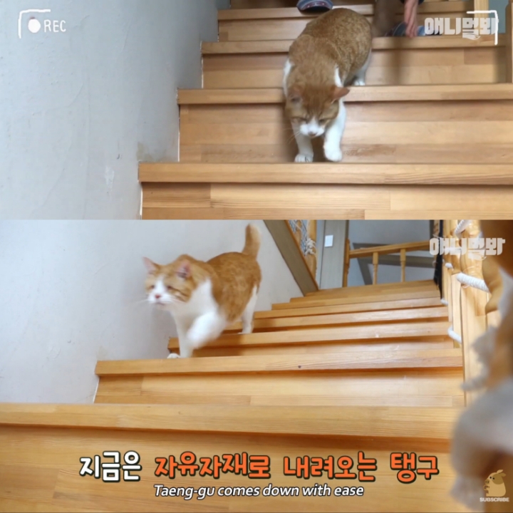 [TV동물농장] 나에게는 특별한 눈이 있어요 | 인스티즈