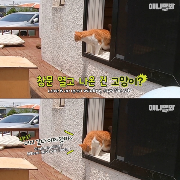 [TV동물농장] 나에게는 특별한 눈이 있어요 | 인스티즈